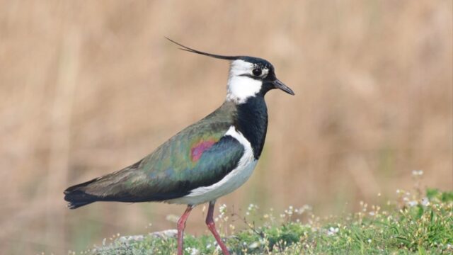 AVEFRÍA (Vanellus vanellus)