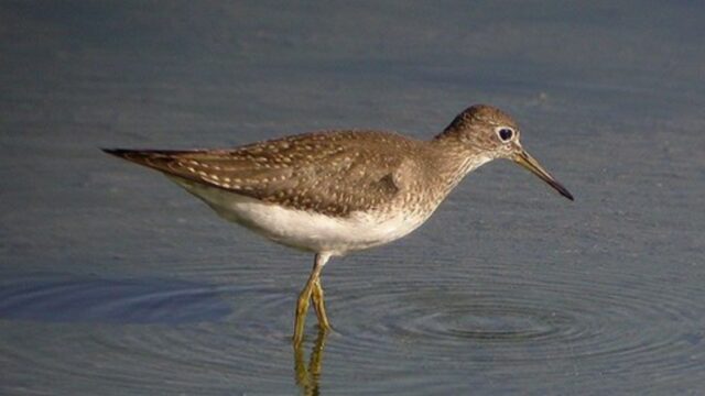 BILURICO BAILÓN (Tringa hypoleucos)