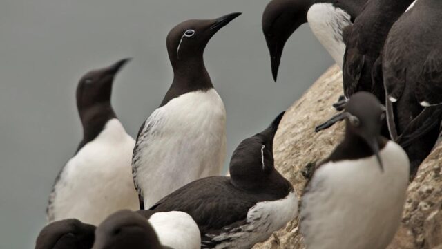 ARAO DOS CONS (Uria aalge)