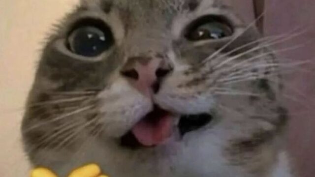 Palmadita en la cabeza