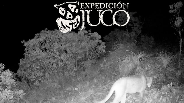 Juco