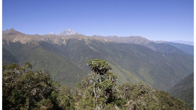 Mecenas