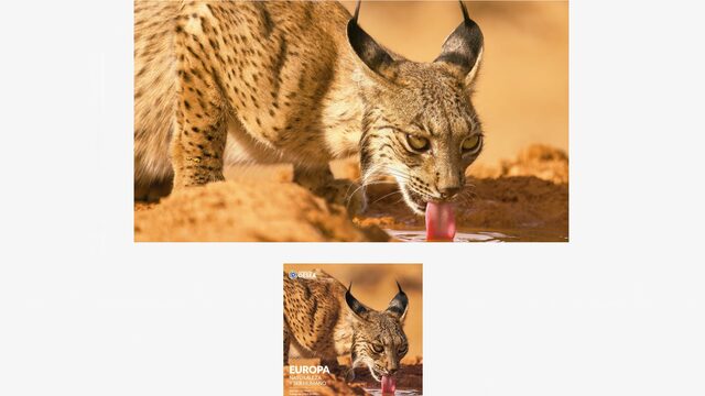 Mecenas LYNX PARDINUS (x1)