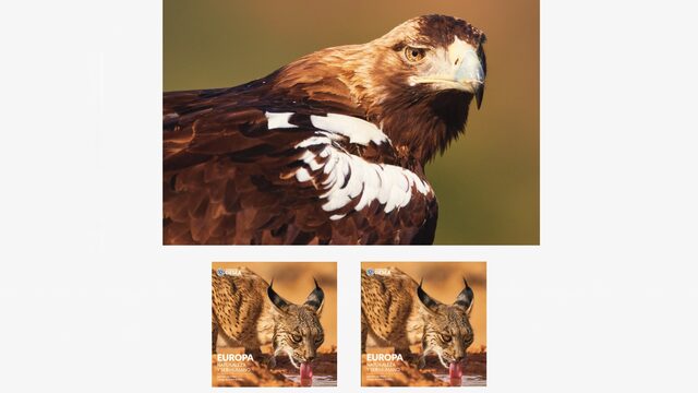 Mecenas AQUILA ADALBERTI (x2)