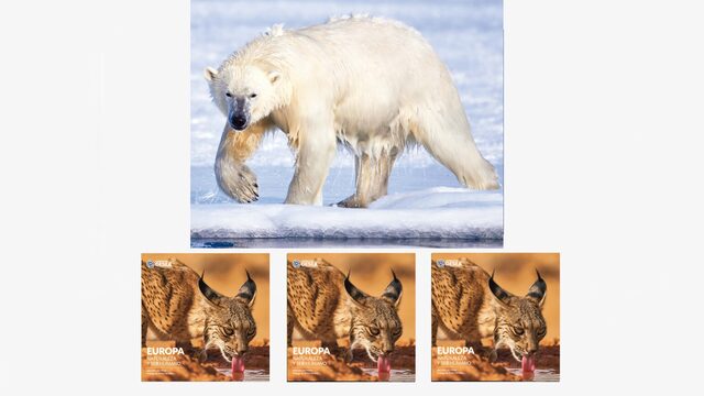 Mecenas URSUS MARITIMUS (x3)