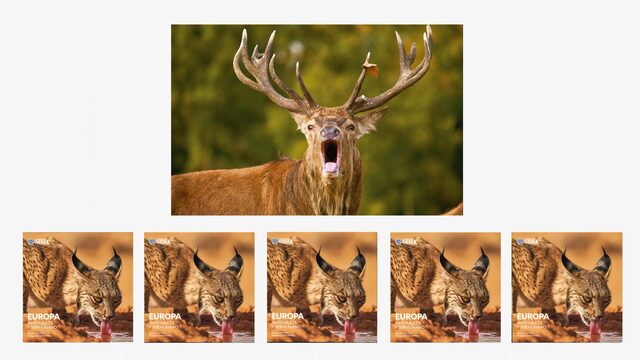 Mecenas CERVUS ELAPHUS (x5)