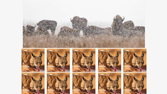 Mecenas BISON BONASUS (x10)