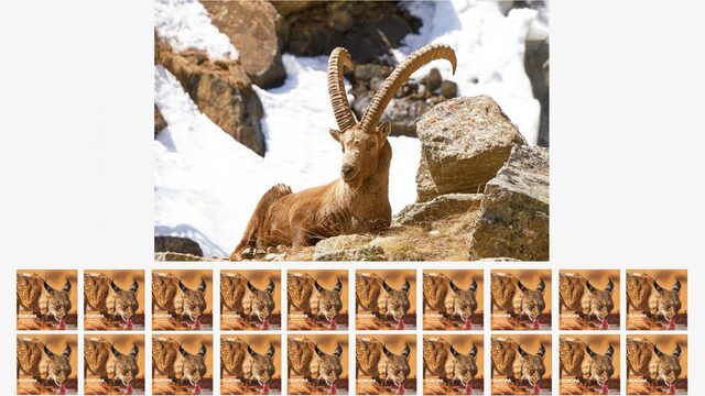 Mecenas CAPRA IBEX (x20)