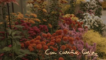  Cortometraje "Desde la calle de las flores"