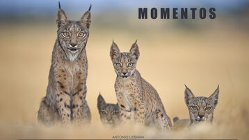 MOMENTOS 