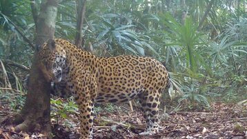 Capacitación de personal para proyecto de apoyo a la conservación de grandes felinos en Petén 