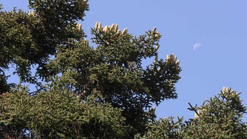 Guía de los árboles y arbustos autóctonos de Andalucía