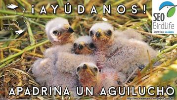 Campaña Aguilucho