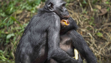 Los Bonobos, el Documental 