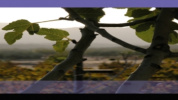 REMINISCÈNCIES / REMINISCENCIAS