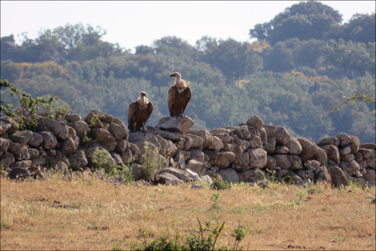 Buitres leonados en Campo Azálvaro. Foto Mario Gómez Esteban