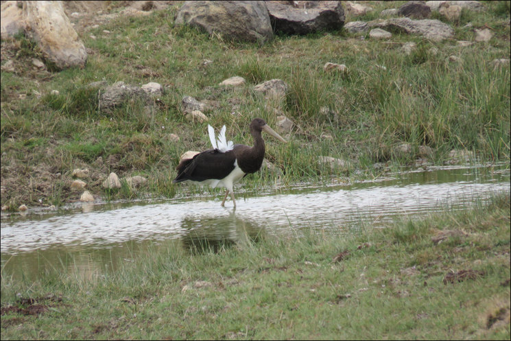 Cigüeña negra en Campo Azálvaro. Foto: Mario Gómez Esteban.