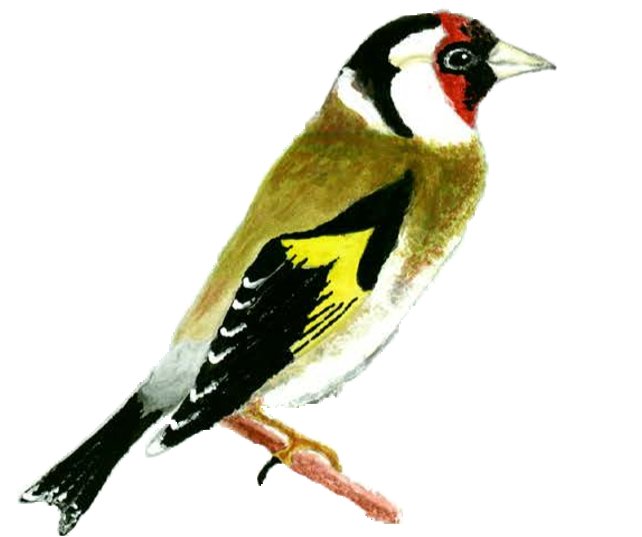 jilguero