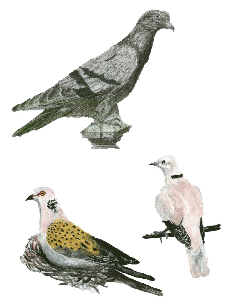 palomas y tórtolas: según la descripción, ¿sabes cuál es cual?