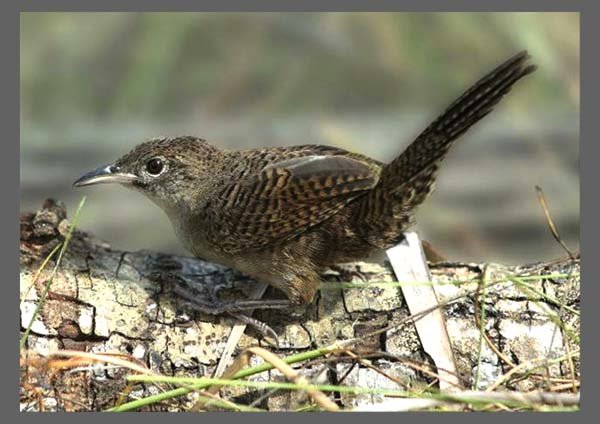 FERMINA / ZAPATA WREN