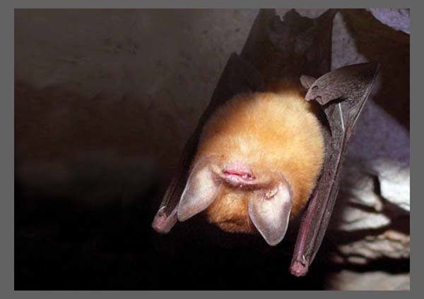 Murciélago oreja de Embudo Grande CUBAN GREATER FUNNEL-EARED BAT