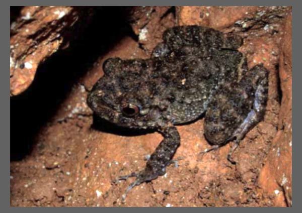 E. Symingtoni Schwartz