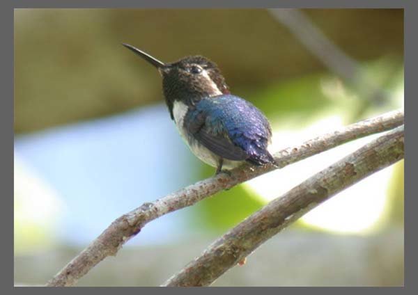 ZUNZUNCITO o PáJARO MOSCA / BEE HUMMINGBIRD