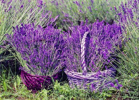 Recolección de la flor de lavanda