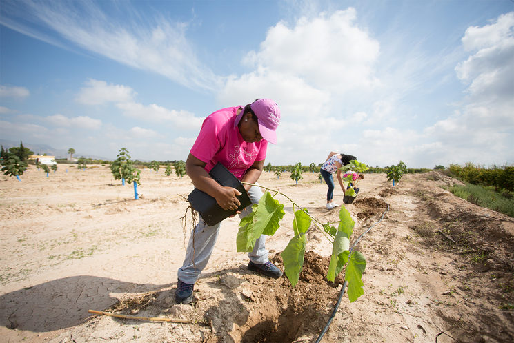 Forestación con AMACMEC/ Benya Acame