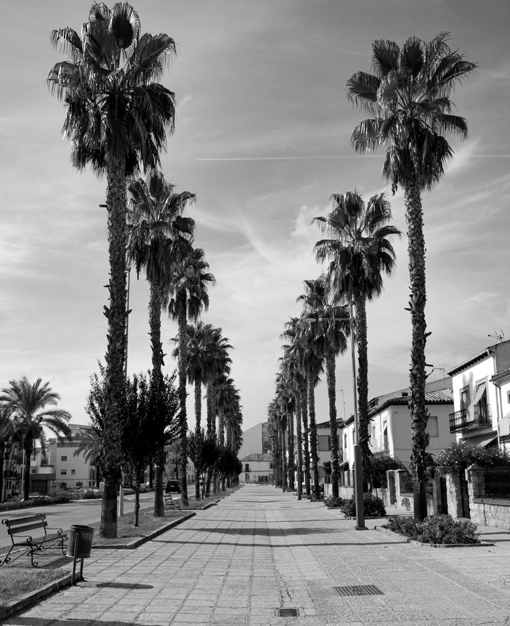 Paseo de las Palmeras