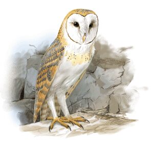 Foto extreta de www.sioc.cat