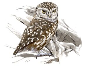 Foto extreta de www.sioc.cat