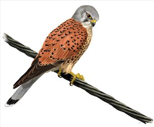 Foto extreta de www.sioc.cat