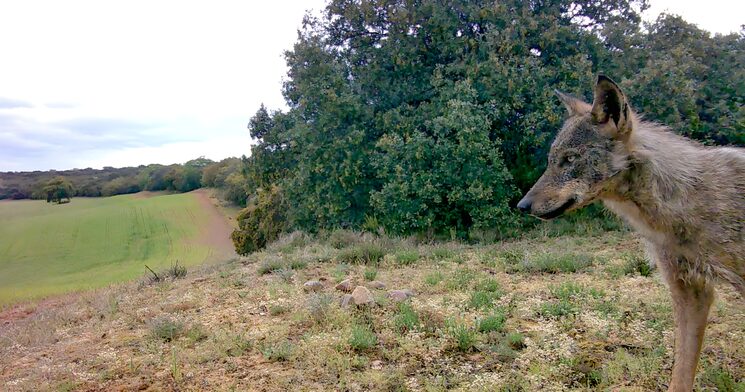 lobo fototrampeado en la meseta norte.