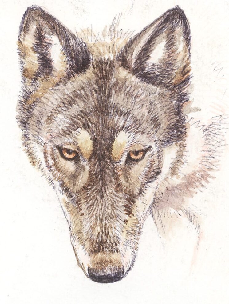 Acuarela, obra del artista vallisoletano José Onrubia.