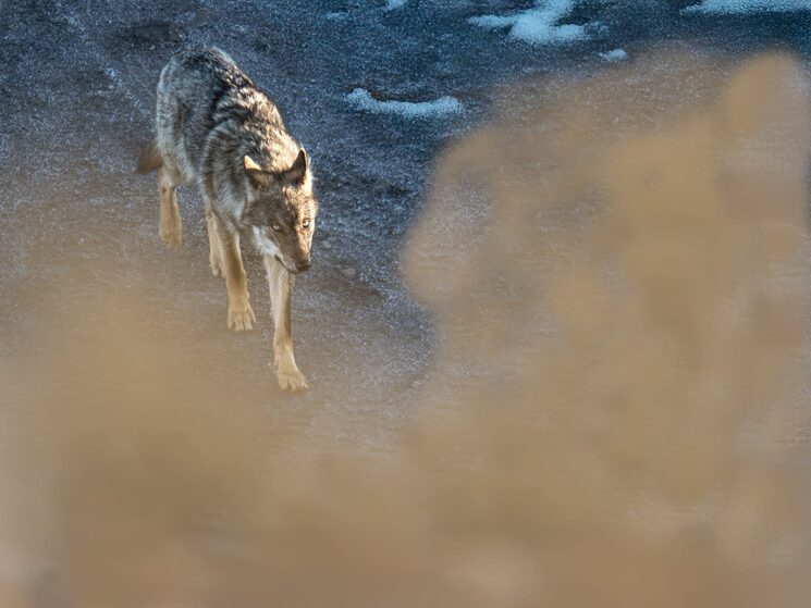 Lobo ibérico en su medio natural (Foto: Carlos Romo).