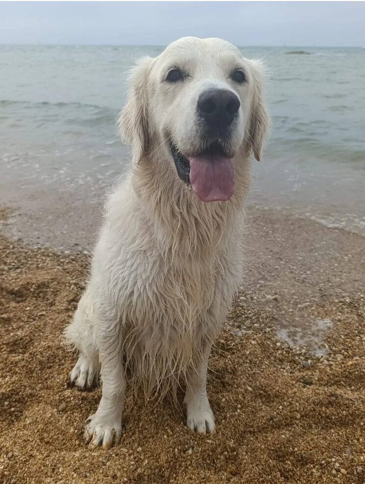 Chui disfrutando en la playa, para él siempre es un juego.