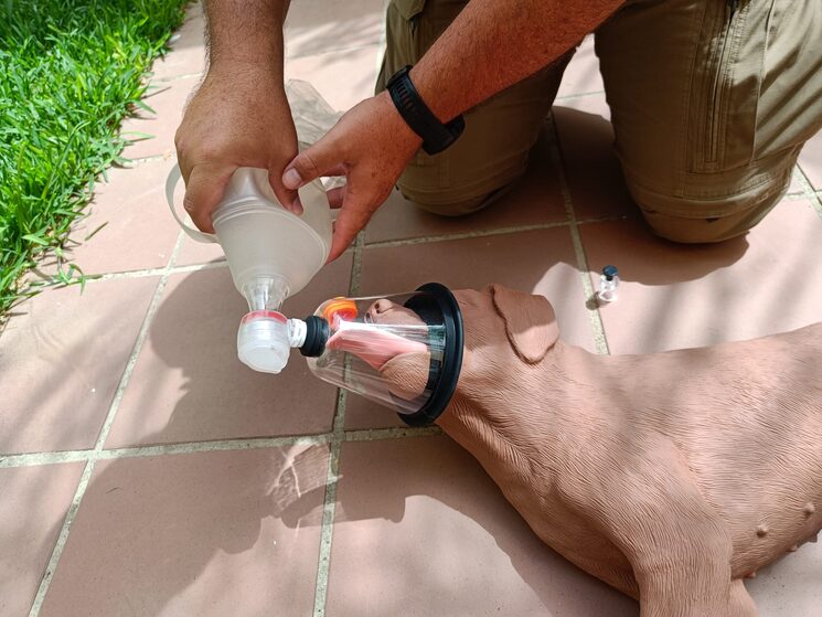 Parte de la formación en primeros auxilios caninos.