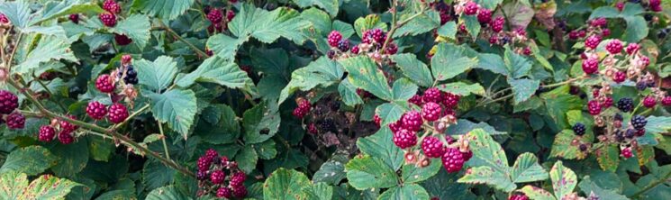 Dreaming of reaping the fruits of our work.