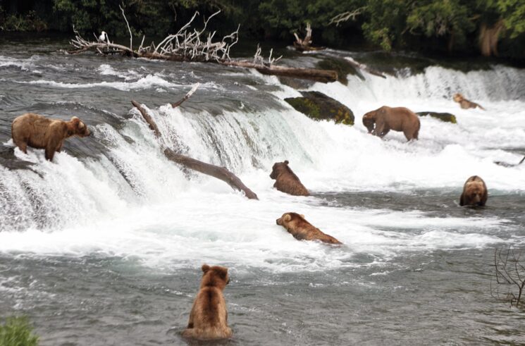 Libro AMÉRICA: siete osos grizzly pescando salmón en Brooks Falls, en Alaska