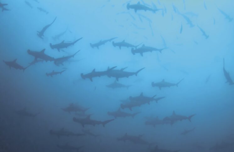 Libro AMÉRICA: un gran grupo de tiburones martillo en Malpelo, en el Pacífico colombiano.