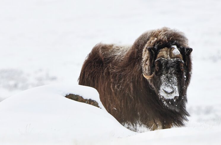 Libro AMÉRICA: fauna de la cuarta glaciación en Groenlandia