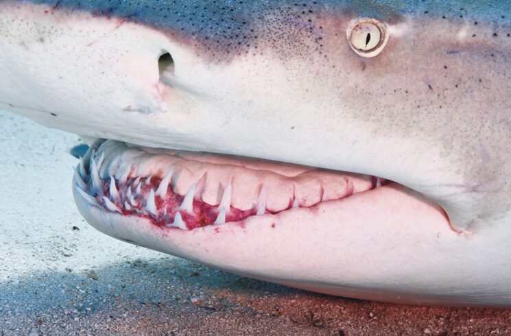 Libro AMÉRICA: tiburones en primer plano, en el Caribe.