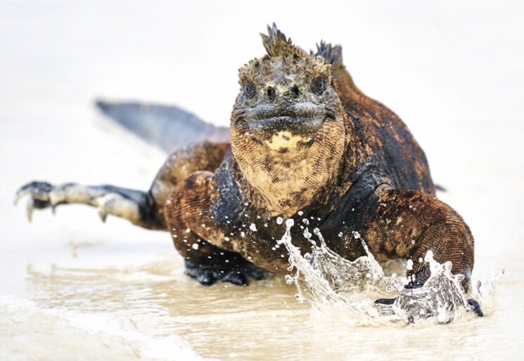 Libro AMÉRICA: iguana marina, el dragón de las Galápagos