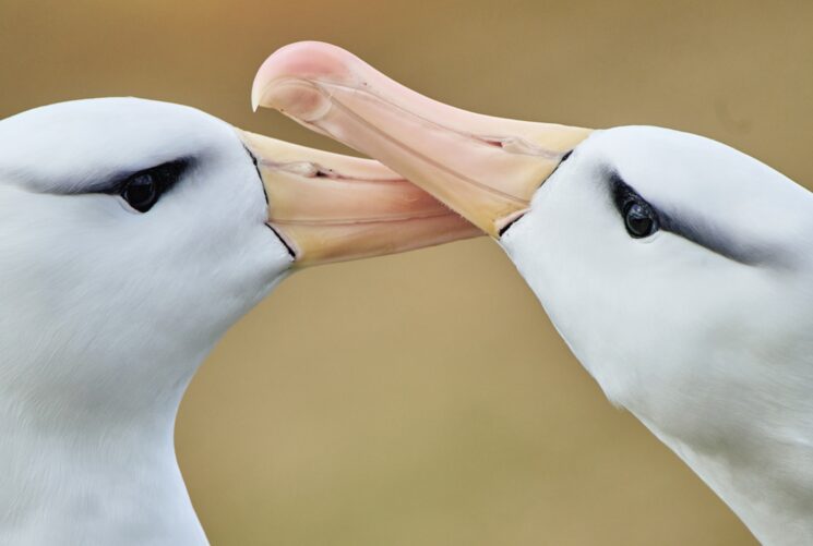 AMÉRICA: amor sin fin, versión albatros.
