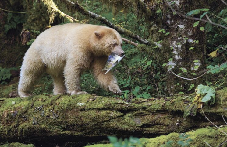 Libro AMÉRICA: el oso spirit es uno de los mamíferos más difíciles de fotografiar del mundo.