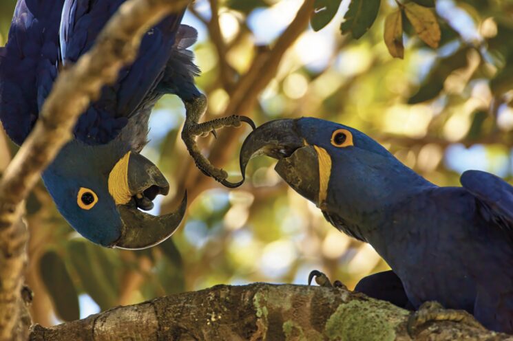 AMÉRICA: una pareja de guacamayos jacinto del Pantanal brasileño tiene unas palabritas.