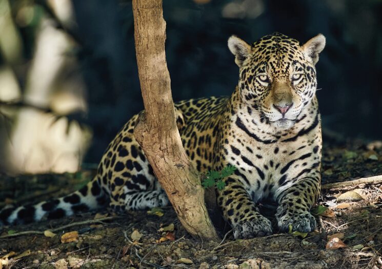 AMÉRICA: impresionante imagen de un jaguar esperando pacientemente a que algún caimán se ponga a tiro, en el Pantanal.