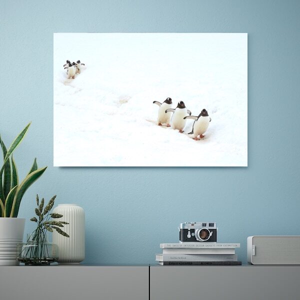 Así puede quedar mi foto de los pingüinos en un dibond 60x40 (tamaño aproximado)