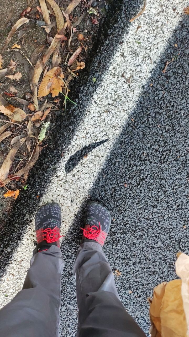 Impresión negativa de una hoja de eucalipto en la carretera 